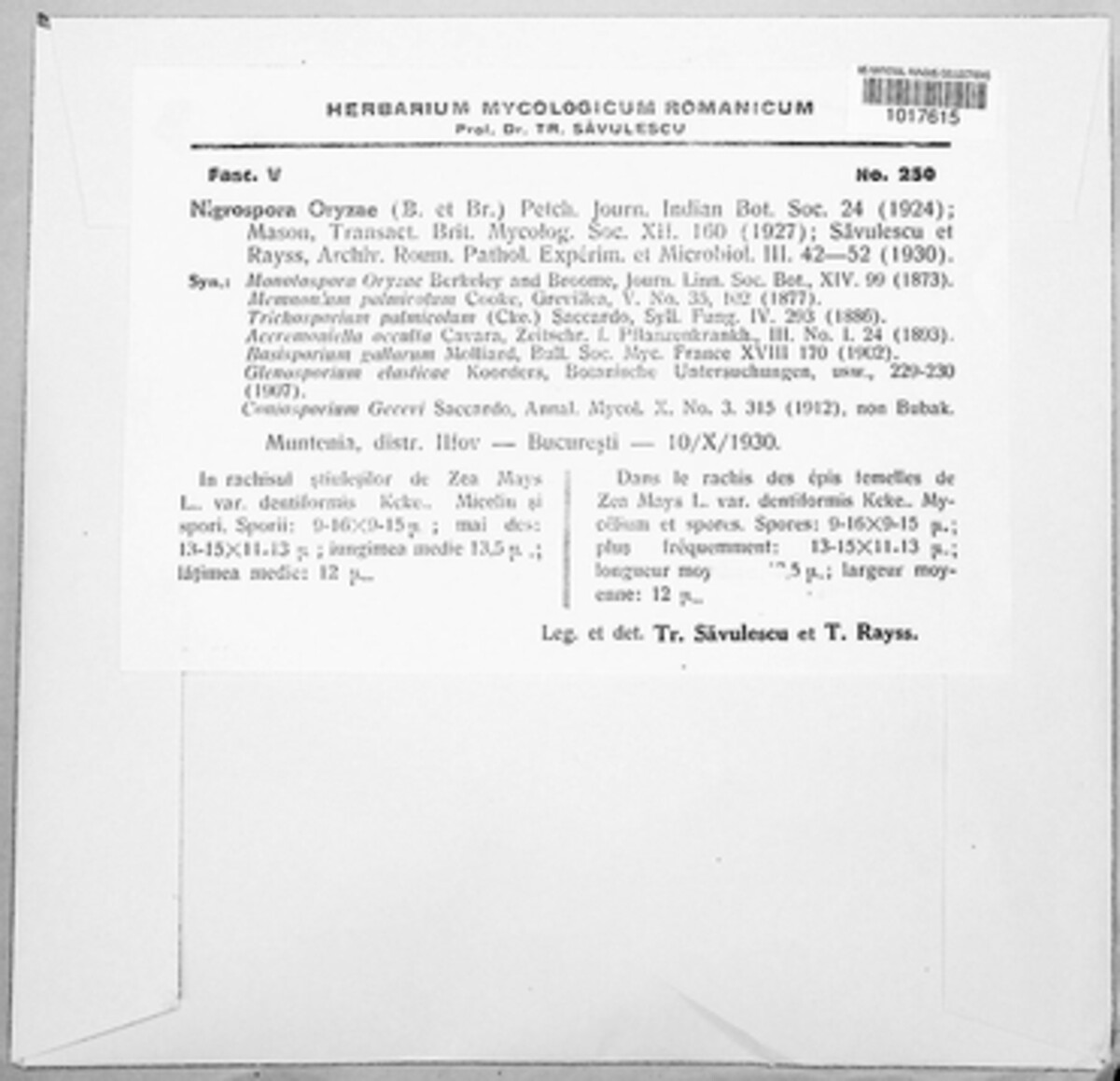 Nigrospora oryzae image